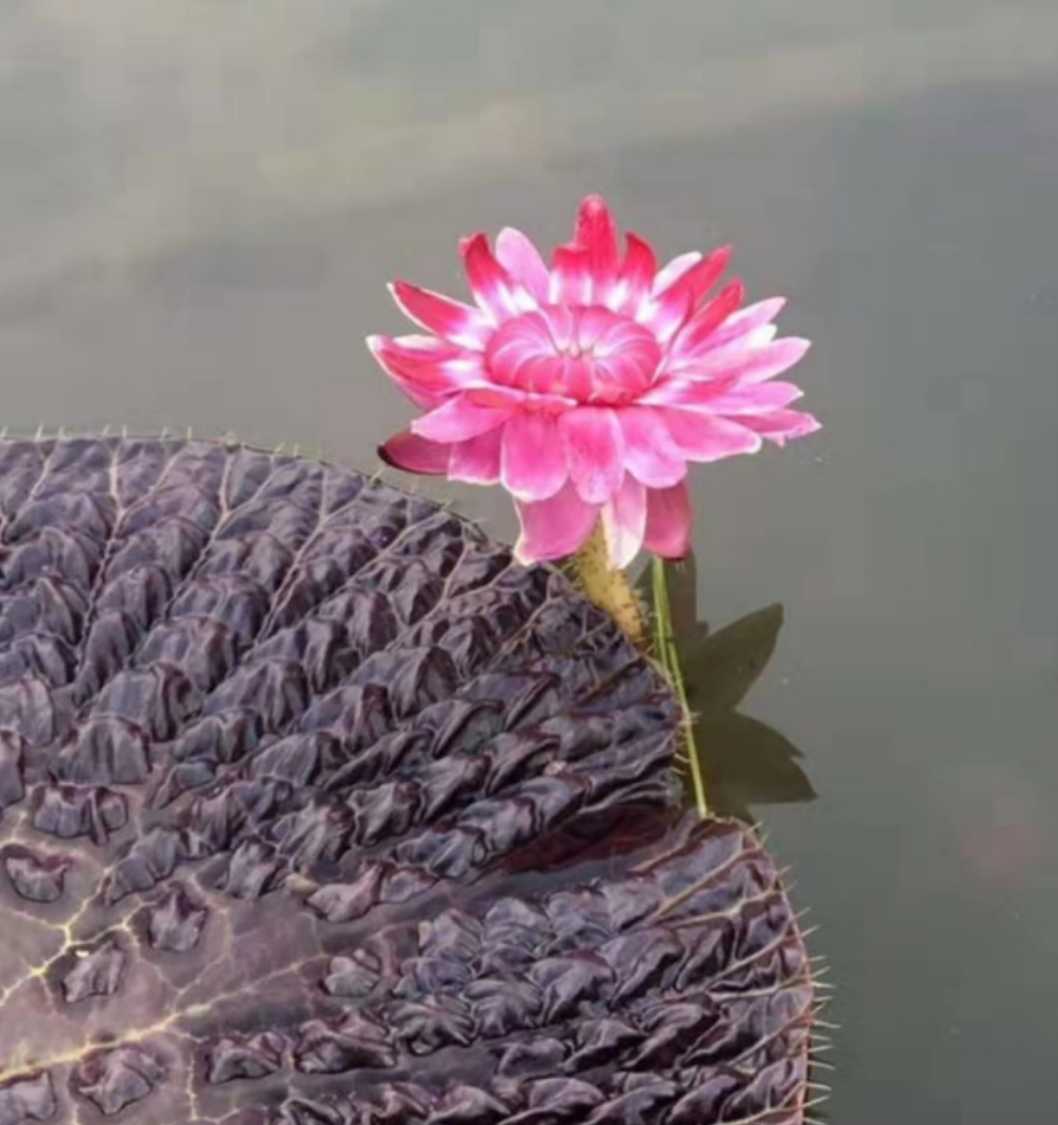 紫叶王莲种子观赏药用花卉水生植物 农用物资 药材种子/种苗 原图主图