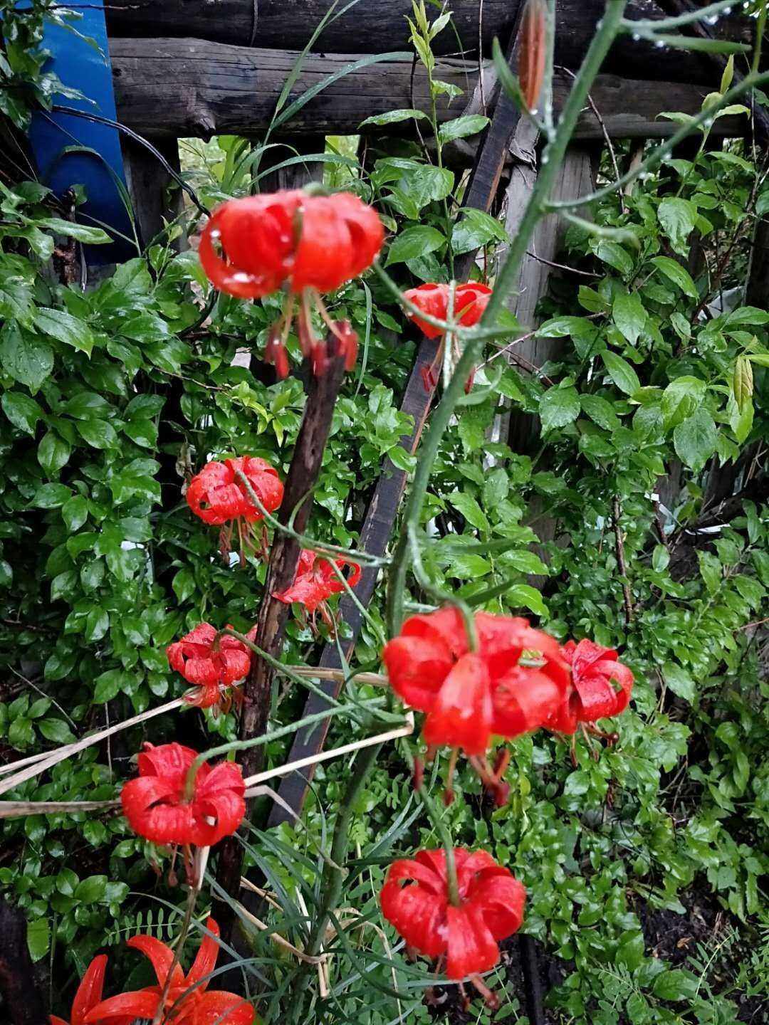山丹丹花野生药材中草药种苗种子百合种球