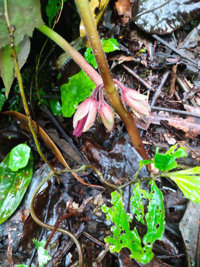 花叶观赏药用植物六角莲桃儿七属药材种苗,种子苗木阳台庭院.