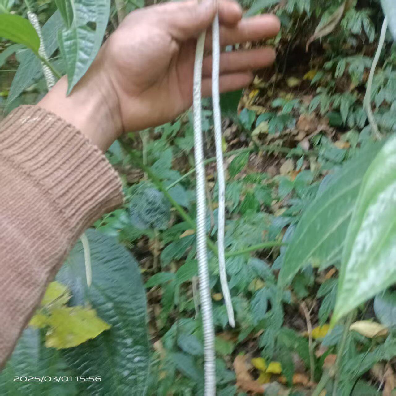 攀援植物荜拨香料吊蓝农产品加工设备