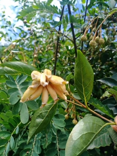 疑似老鸹铃安息香科乔木农产品加工花境设计花园别墅庭院