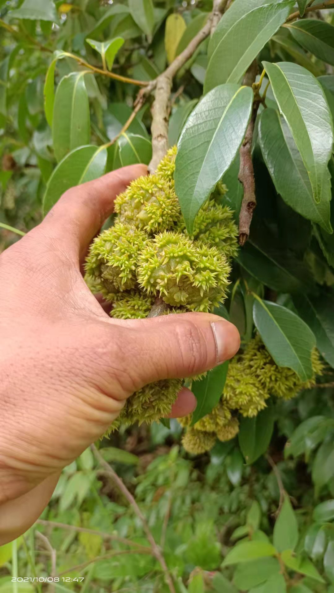 壳斗科植物野生中草药材种苗种子园林绿化苗木观赏药用