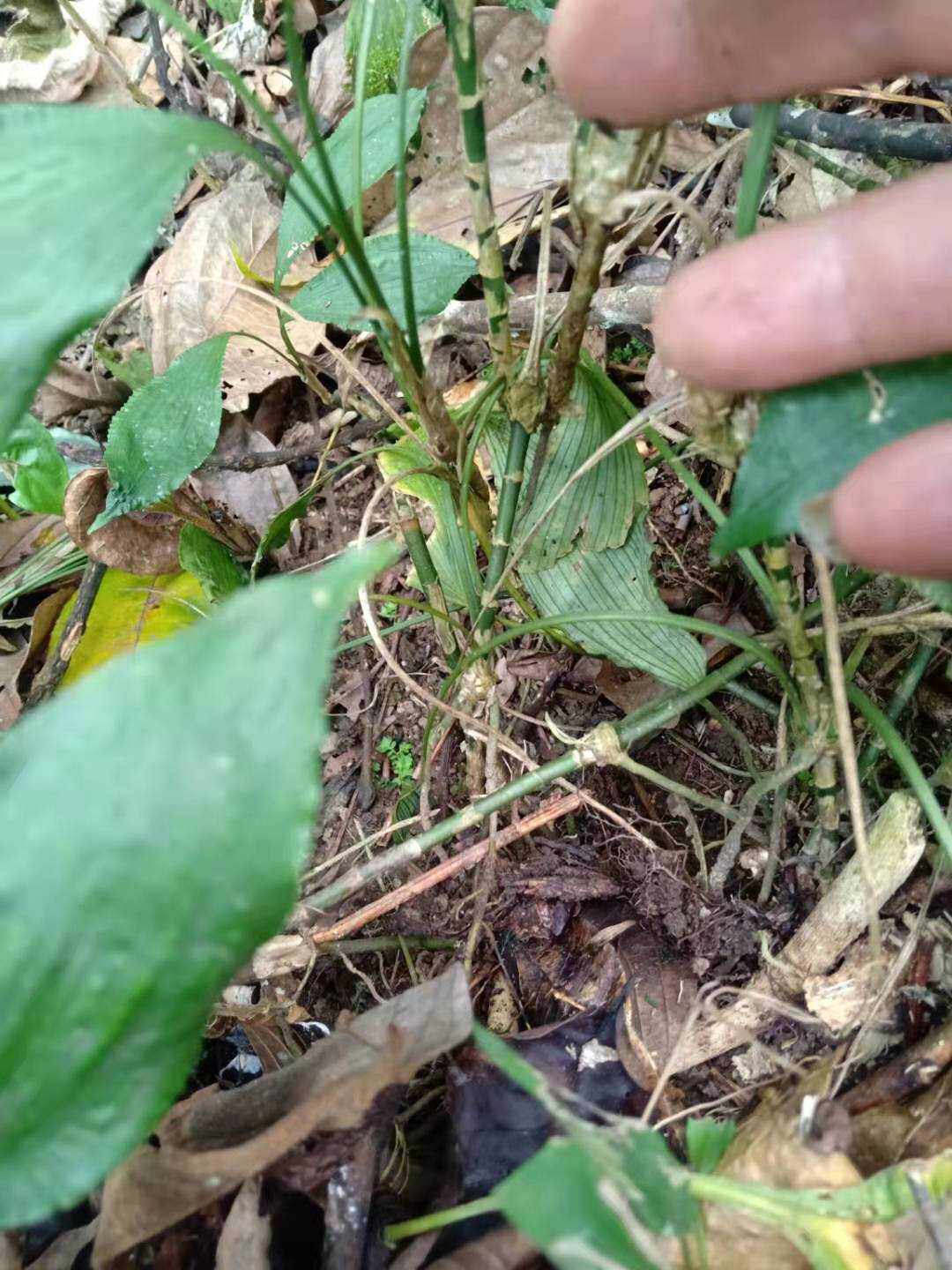 百合科球子草野生中草药材种苗种子园林绿化苗木观赏药用盆栽花卉