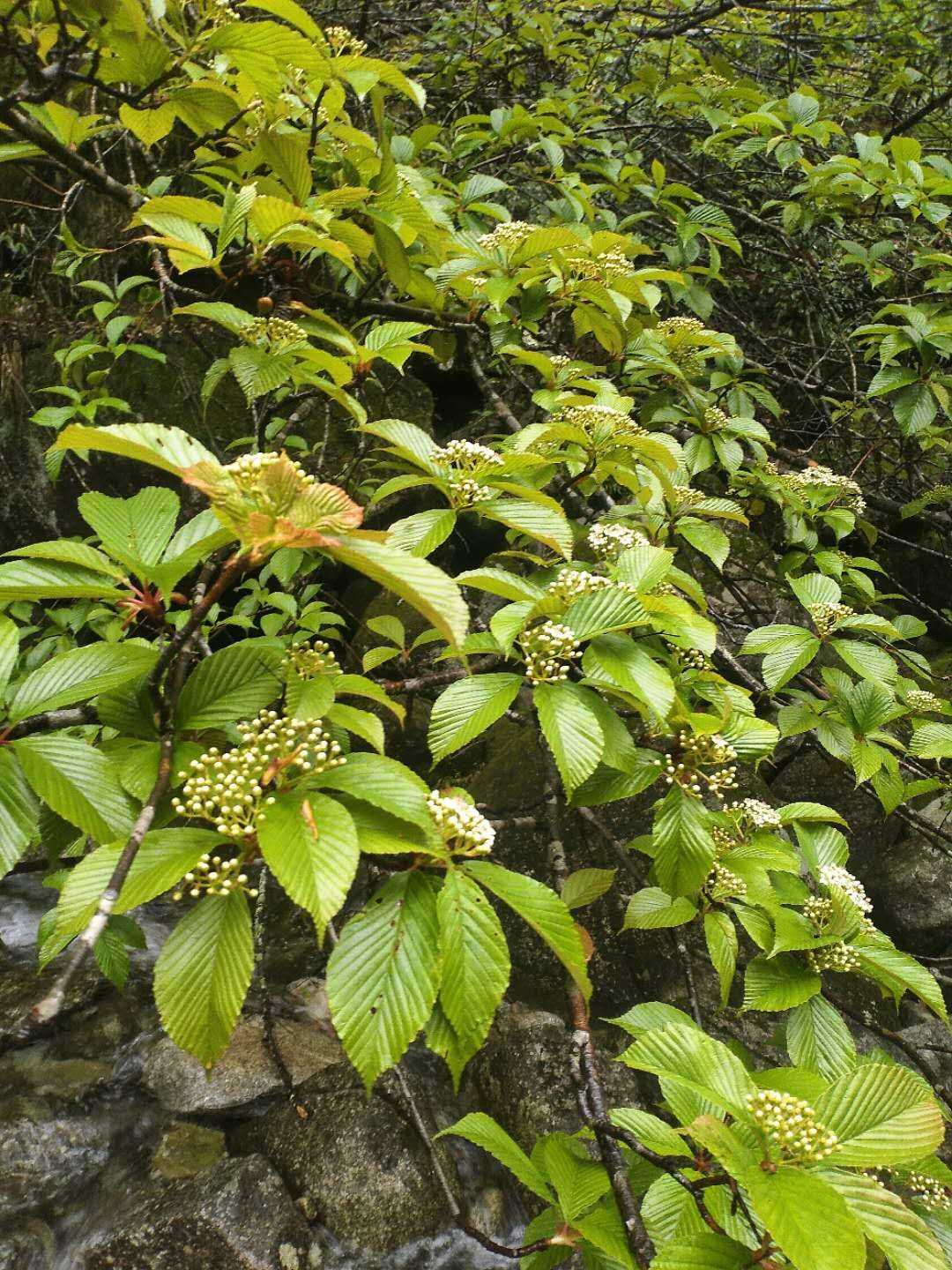 水榆花楸观赏药用盆栽花卉药材种苗种子新鲜灌木园林绿化苗木广西