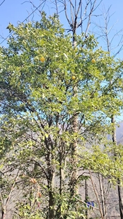 香橼树苗盆栽地栽庭院种植耐寒农产品加工设备