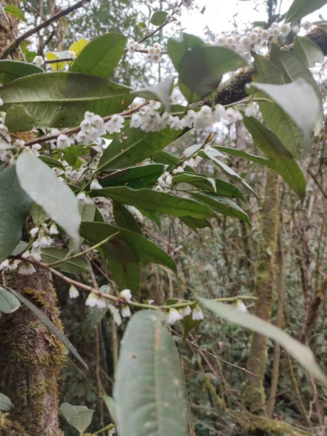 白花柃木野生中草药材种苗种子园林绿化苗木观赏药用蜜源材料