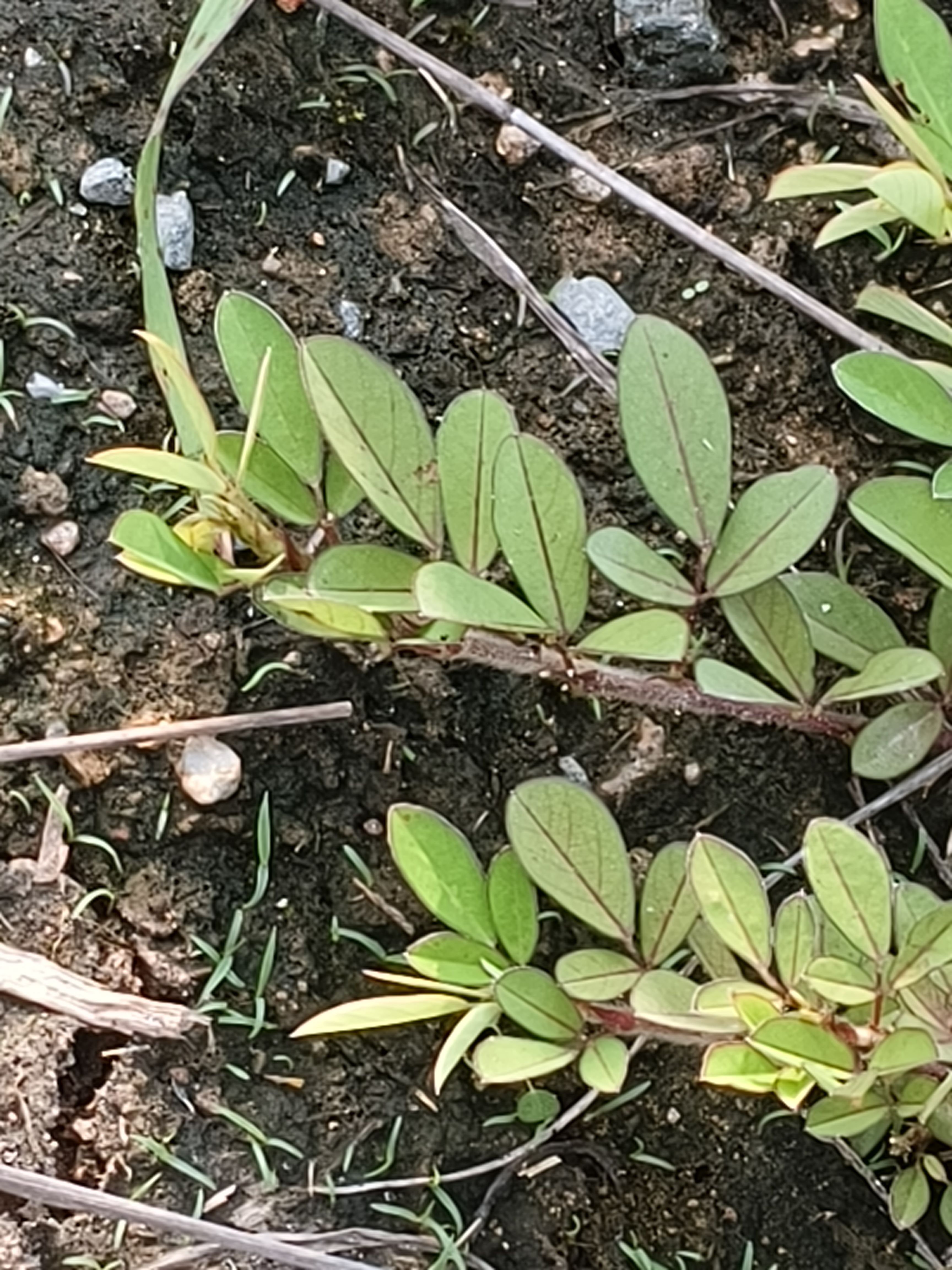 中草药材农产品加工设备观赏药用盆栽花卉显脉山绿豆豆科植物
