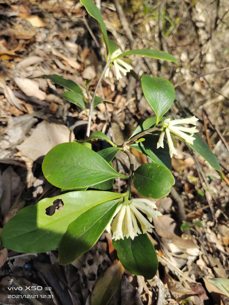 冬季春季观赏灌木野生中草药材种苗毛瑞香绿化苗木