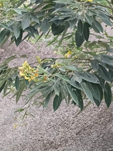 豆科灌木，木豆 农产品加工设备