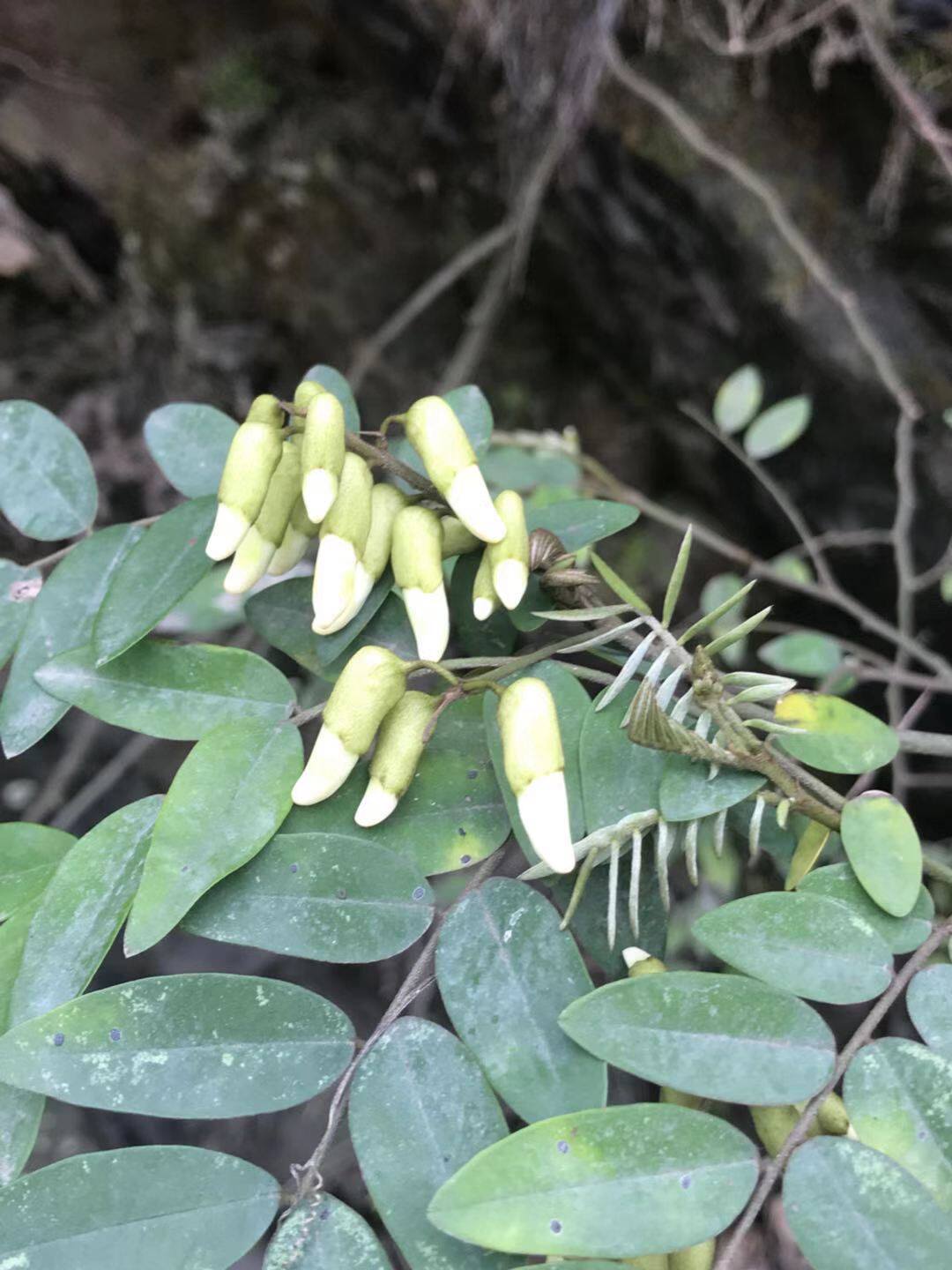 豆科植物苦参属中药材种苗种子观赏药用盆栽花卉园林绿化苗木
