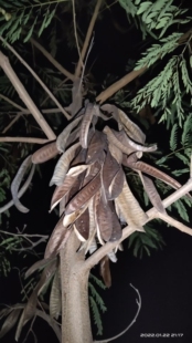 银合欢  豆科植物 乔木  农产品加工设备