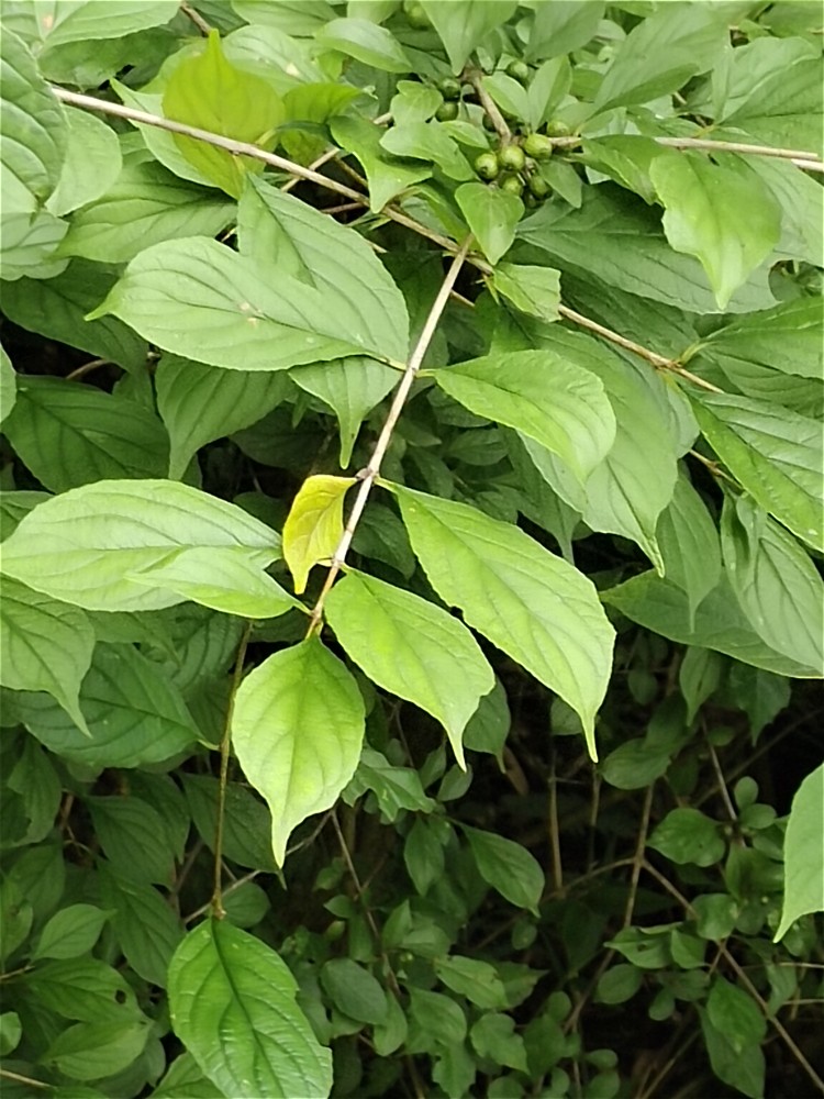 薄叶鼠李科野生中草药材种苗种子园林绿化苗木观赏药用盆栽庭院