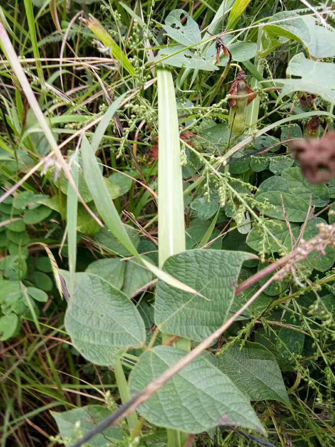 豆科植物虫豆野生河边千斤拔观赏药用盆栽花卉爬藤植物种苗种子