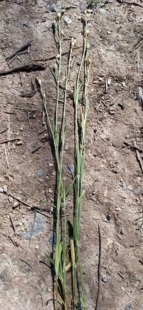 中草药材农产品加工设备草本盆栽花卉观赏药用女娄菜石竹花科阳台