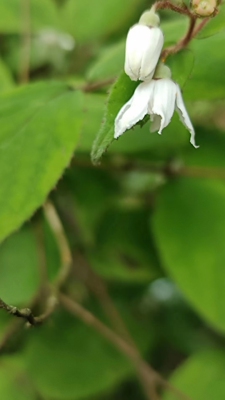 钩齿溲疏毛地黄野生中草药材种苗种子园林绿化苗木观赏药用花卉