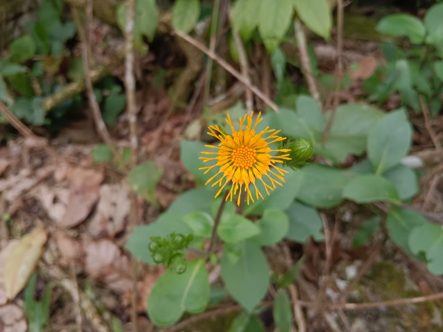 菊三七属白子菜野生中草药材种苗种子园林绿化苗木草本观赏药用