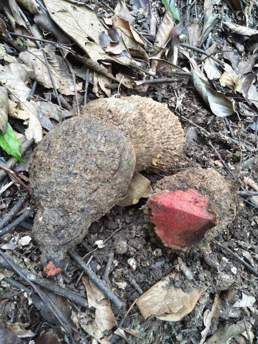 薯莨薯蓣属藤本植物攀援野生药材种苗种子新鲜全草观赏药用