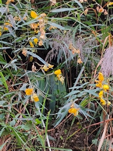 四棱豬屎豆，豆科 农产品加工设备