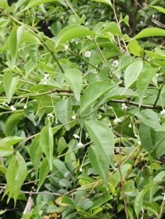 小白花小灌木秤星树农产品加工设备中草药材华南花园花境设计驱虫