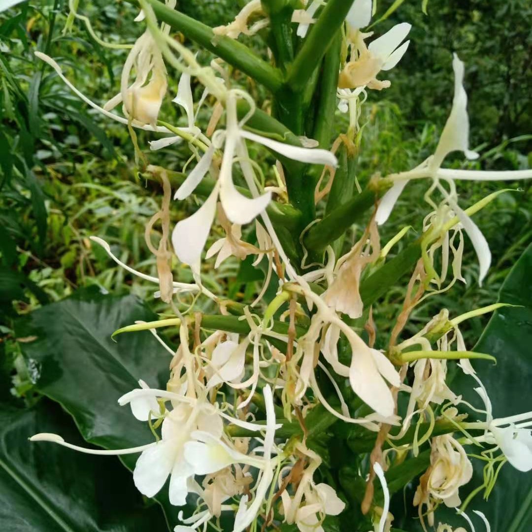 白姜花野生中草药材种苗种子园林绿化苗木姜科植物红姜花庭院绿植