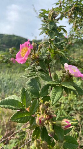 刺蔷薇大叶蔷薇山刺玫农产品加工设备中草药材