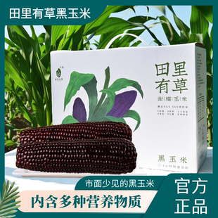 【2024新货】吉林田里有草软糯香甜黑玉米非转基含花青素