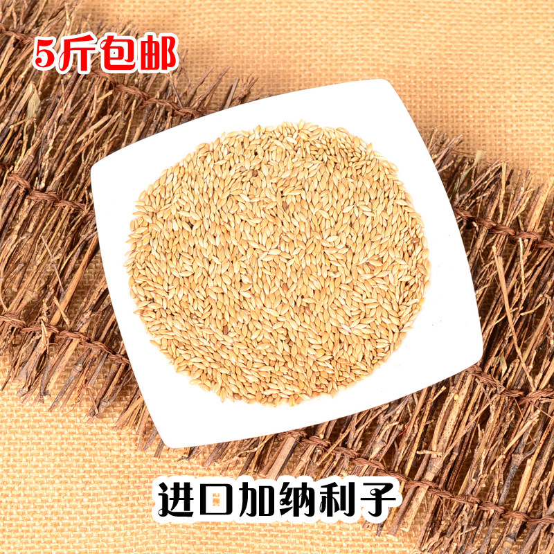 进口加纳利子/鹦鹉鸟食/油尖粟/白尖粟草庐籽鸟粮利籽加纳利草籽