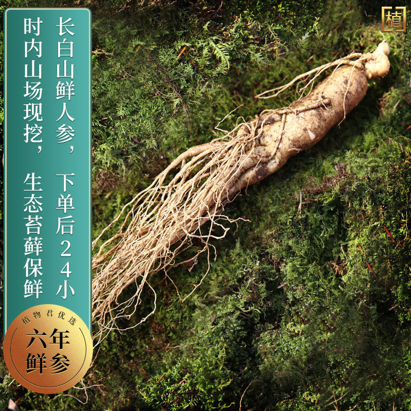 现挖现发 长白山鲜人参 优质长白山产区鲜参 5棵 500g