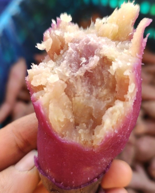 南沙一点红丑果板栗番薯粉糯香切开蒸糖水煮粥包邮十斤