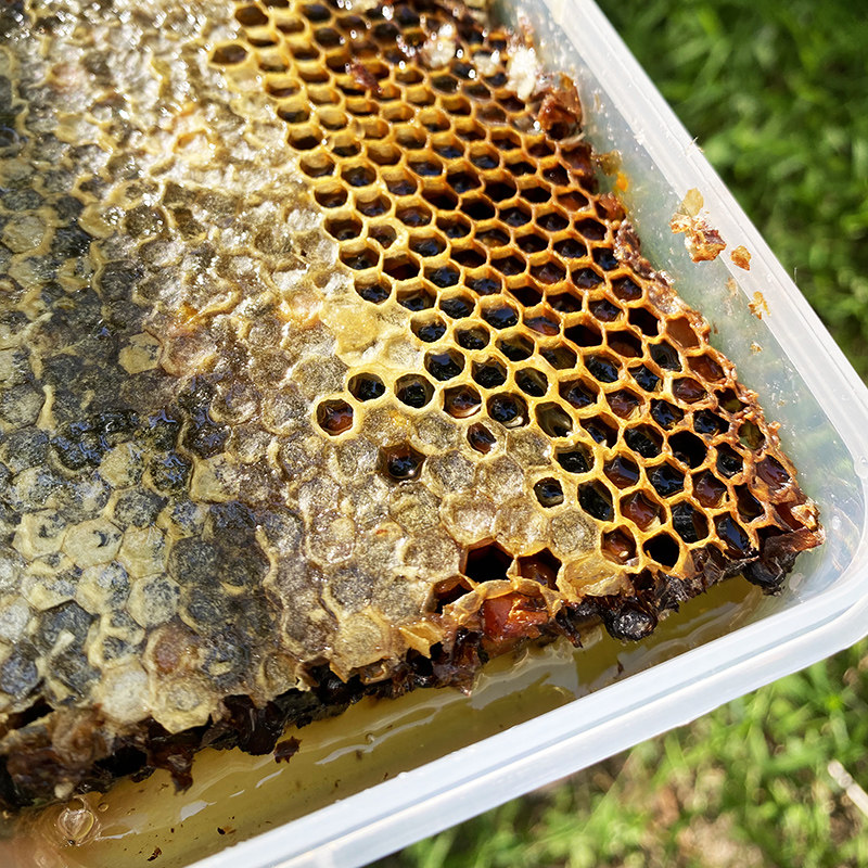 5年老蜂巢蜜土蜂枇杷巢蜜窝天然纯正嚼着吃无需煮冻