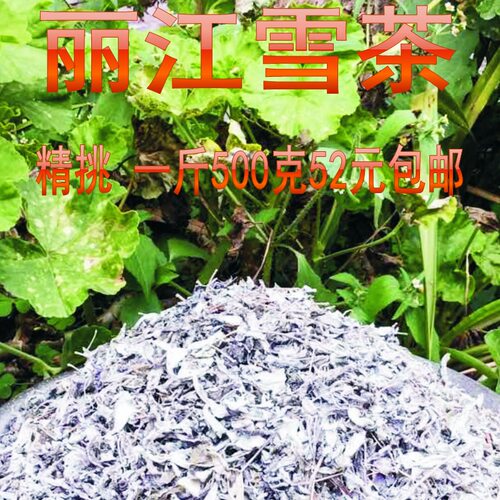 雪山古茶玉龙藤木府雪马古道