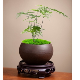 紫砂花盆家用多肉花盆文竹盆栽小花盆六月雪盆景盆摆件带托盘特价