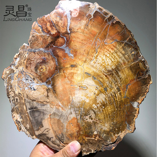 灵昌天然树化石摆件原石皮原矿实物木化石把玩木化玉硅化木