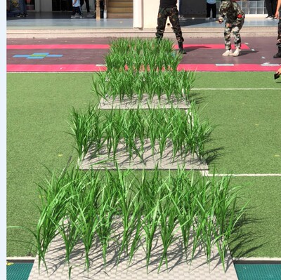 舞蹈道具绿色植物好形态真禾苗