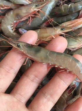 新鲜东海海捕特大超大硬壳虾野生