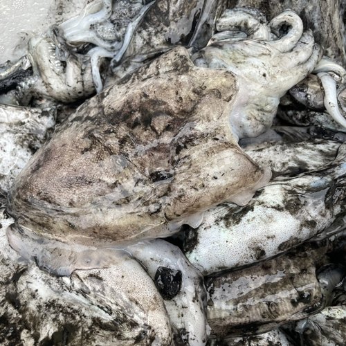 大墨鱼 东海海鲜 墨鱼仔 墨斗鱼 海鲜 鱿鱼