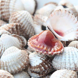 海鲜 血蛤 花蛤血蚶花甲贝类 水产鲜活非毛蚶2斤装（35-40颗/斤）