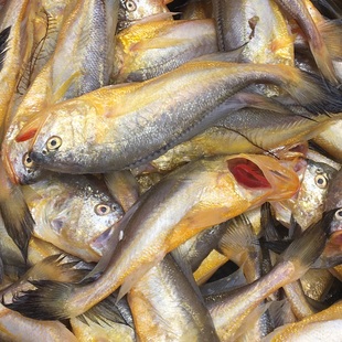 新鲜海捕大头梅童鱼 梅子鱼 黄梅童 当天捕捞宝宝1斤15条左右