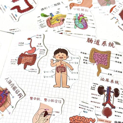 人体解剖学图鉴贴纸学习笔记本