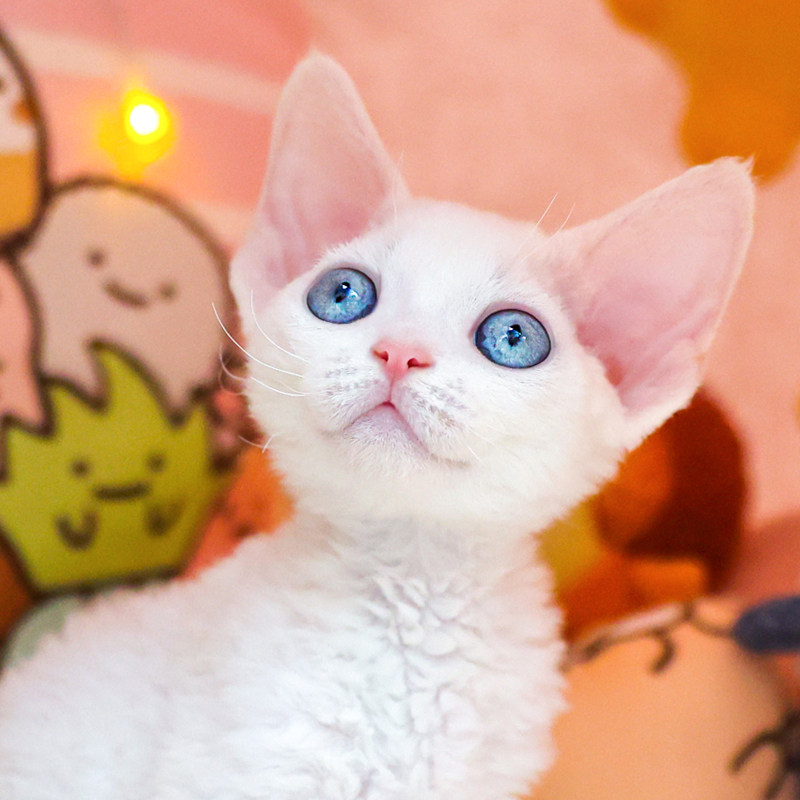 德文卷毛猫幼猫纯种活体宠物猫不掉毛纯色血统短毛猫深圳注册猫舍怎么样,好用不?