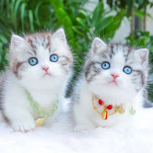 纯种棕虎斑加白曼基康猫矮脚短毛血统幼猫深圳猫舍活体宠物猫幼崽