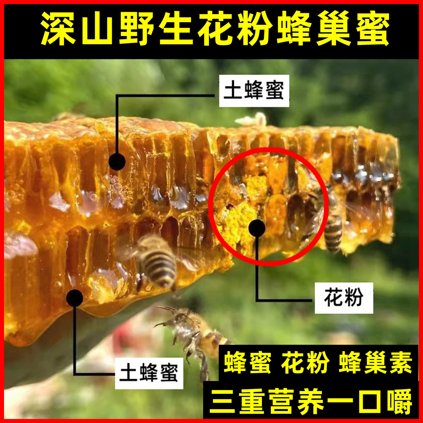 土蜂巢蜜纯正天然野生花粉蜂巢蜜嚼着吃蜂蜜老蜂巢蜜蜂窝蜂粮