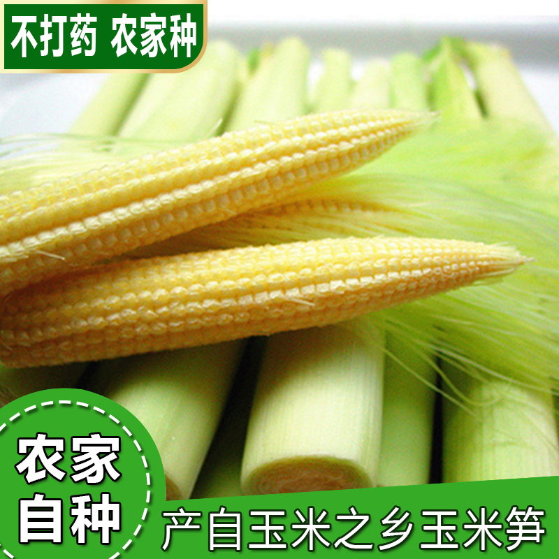 5斤装广西玉米之乡农家甜玉米笋现摘新鲜小玉米芯仔蔬菜嫩棒包邮