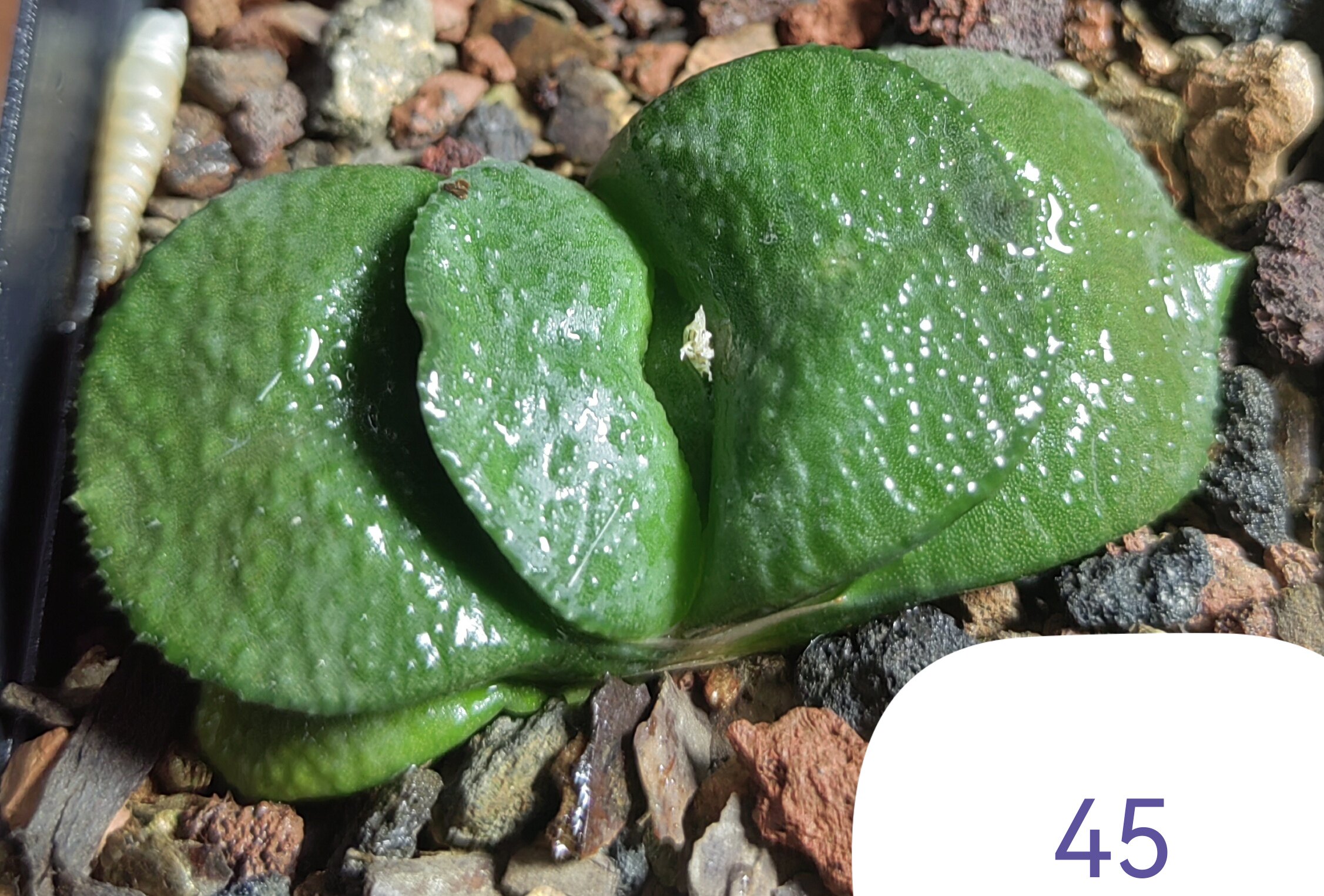 大疣卧牛实生株，冠径6cm，叶多肉植物