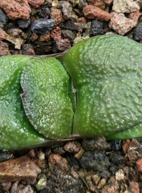 大疣卧牛实生，冠径6cm，叶宽2.5cm，上架日期，2026年2月26日。