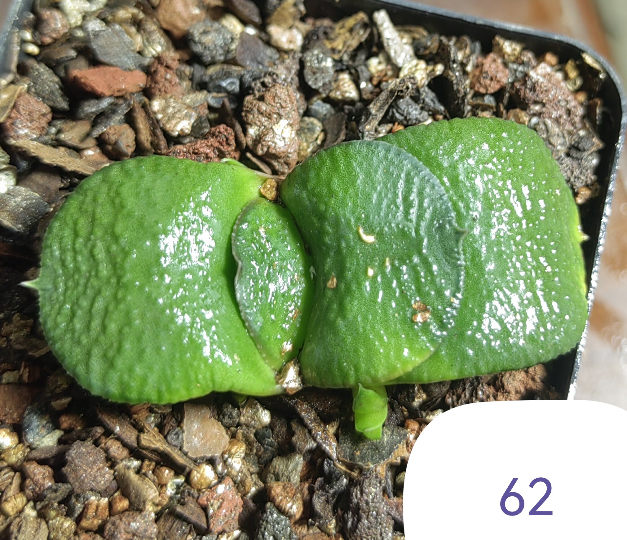 大疣卧牛实生株，冠径5.5cm多肉植物