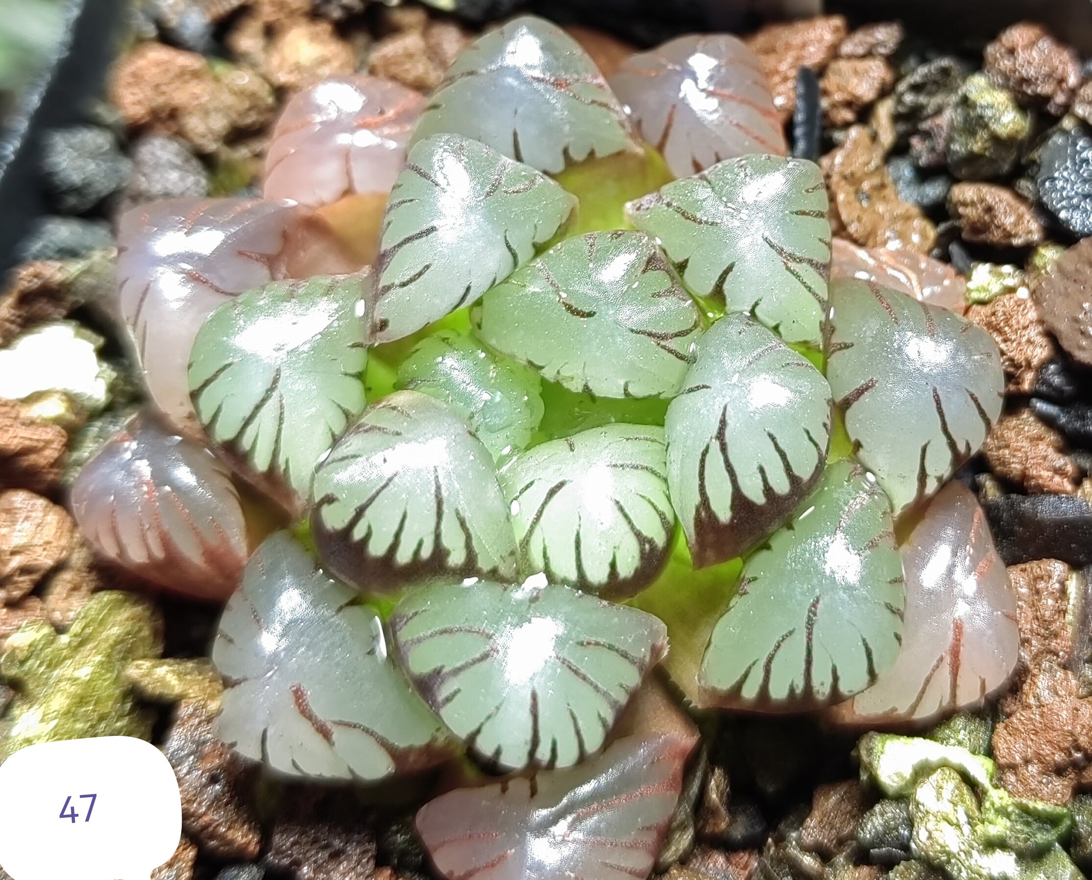 抖抖松玉露砍头株，冠径5cm，26年3月3日上架。