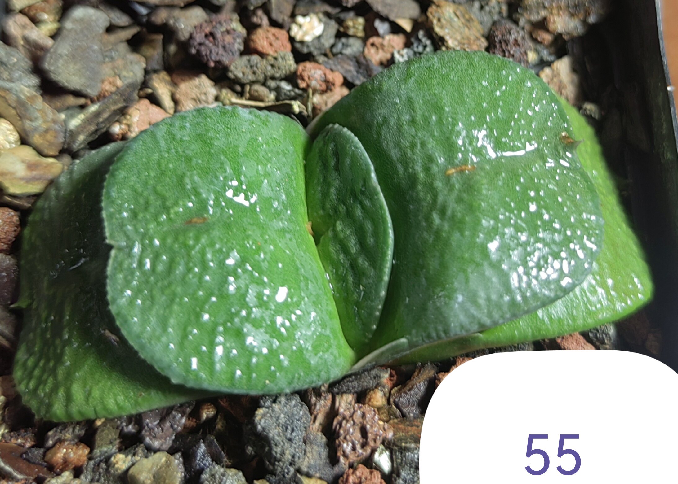 大疣卧牛实生株，冠径6cm，叶多肉植物
