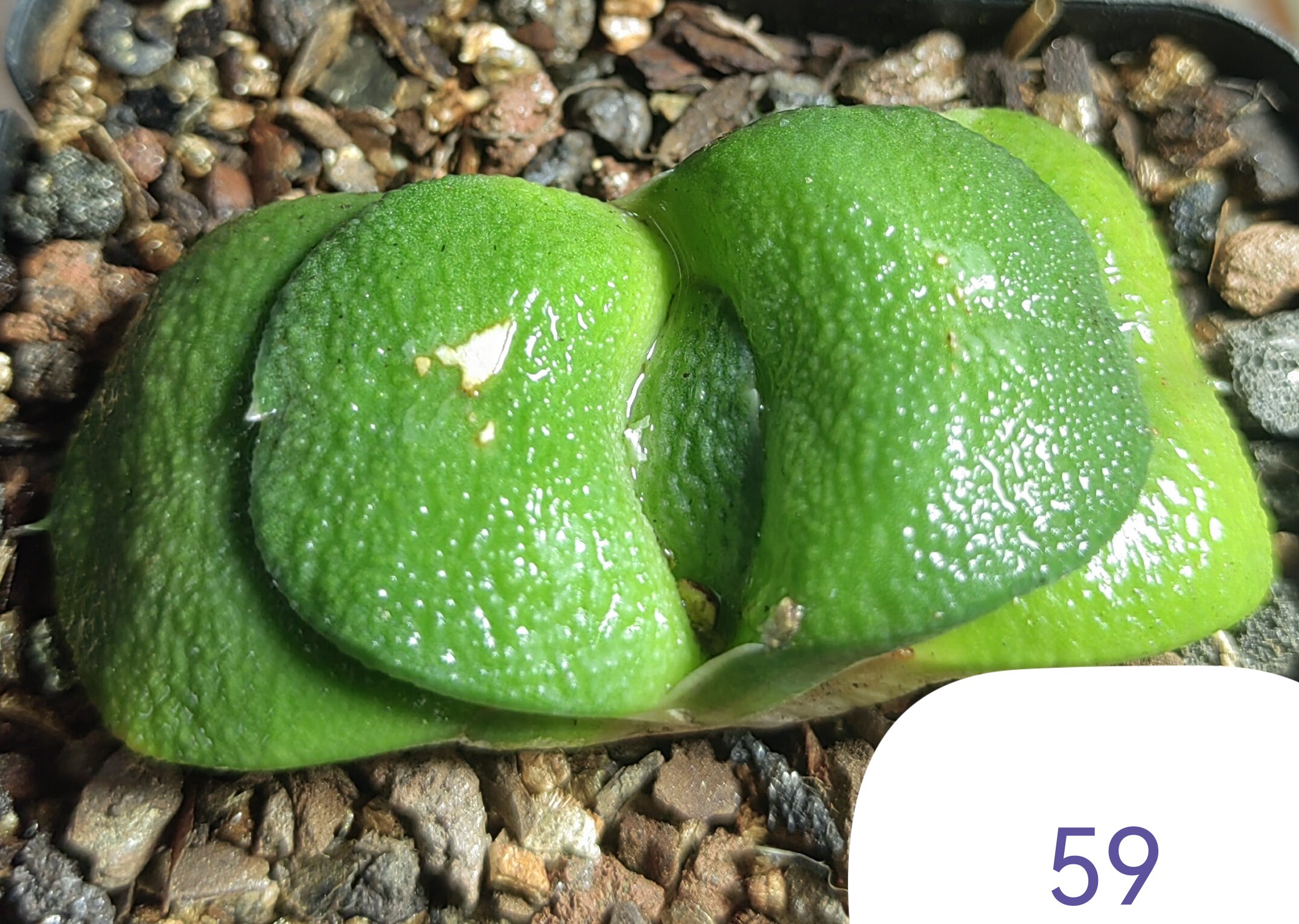 大疣卧牛实生株，冠径6cm，叶多肉植物