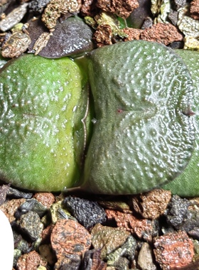 大疣卧牛实生，冠径5.5cm，叶宽2.7cm，26年3月3日上架。